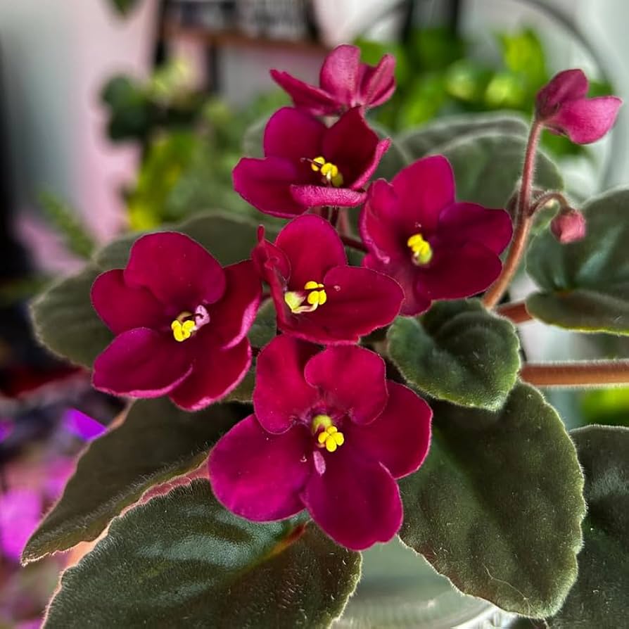 Red African flower seeds