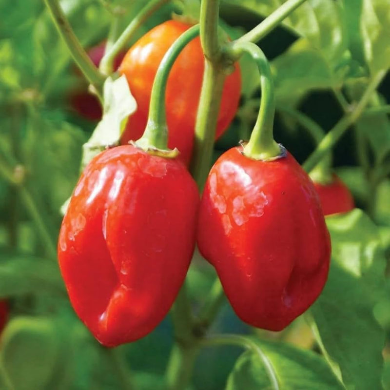 Mixed Habanero Pepper Seeds for Planting – Hot Pepper Collection