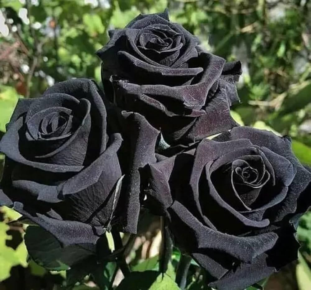 Black Rose flower seeds