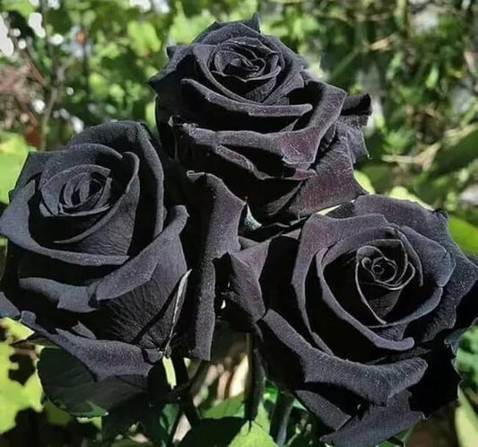 Black Rose flower seeds