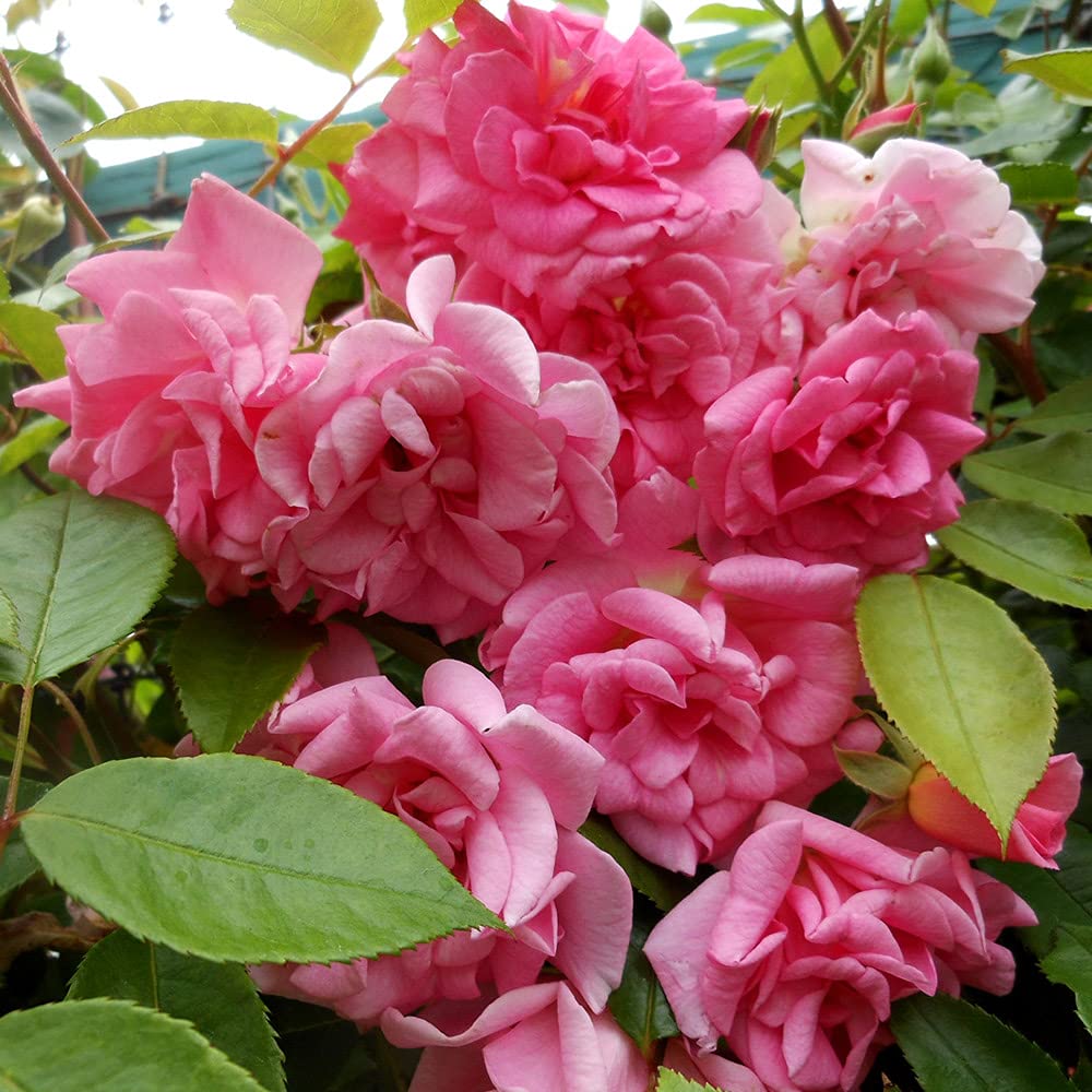Climbing Pinkie Rose plant