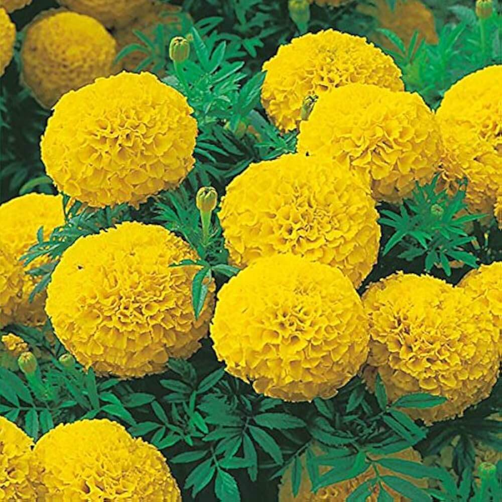 Lemon Yellow Marigold plant