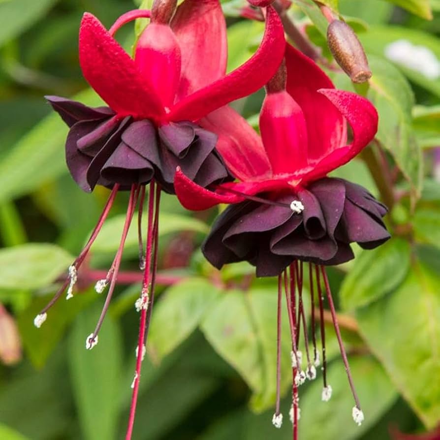 Dark Maroon flower seeds