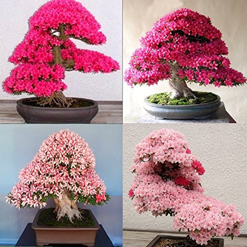 Light Japanese flower seeds