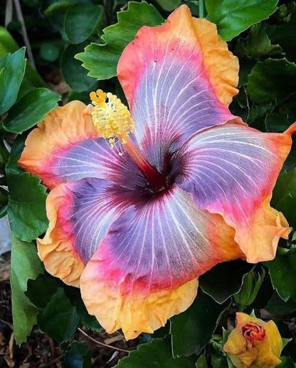 Purple And flower seeds