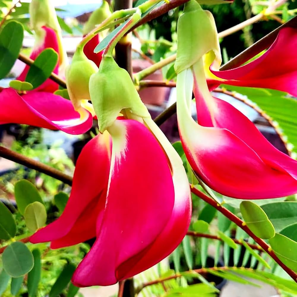 Sesbania Grandiflora flower seeds