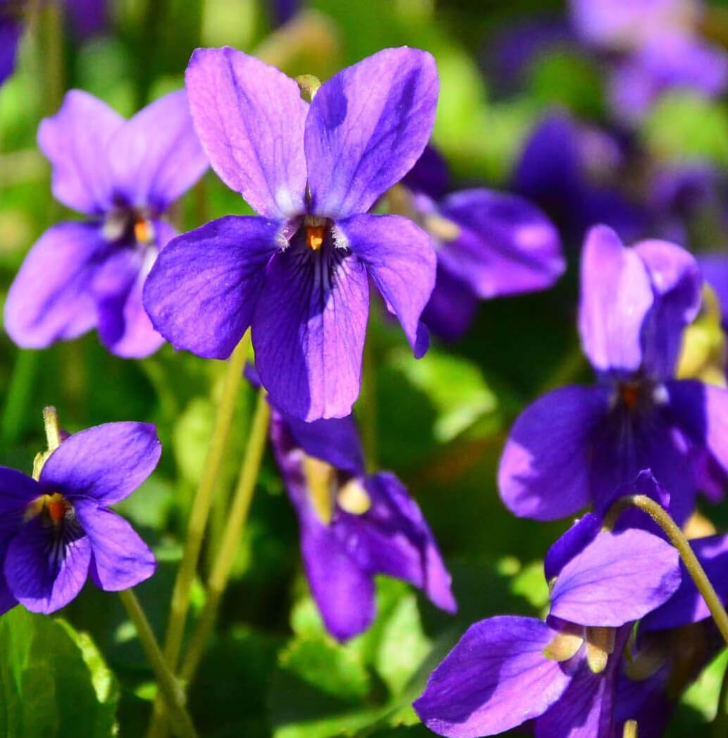 Viola Odorata flower seeds