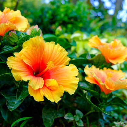 Hibiscus flower seeds