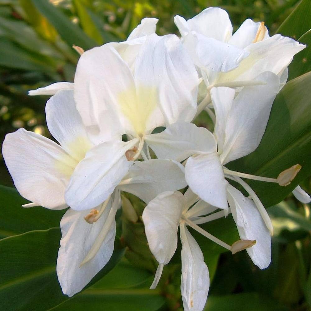 Hedychium Coronarium flower seeds