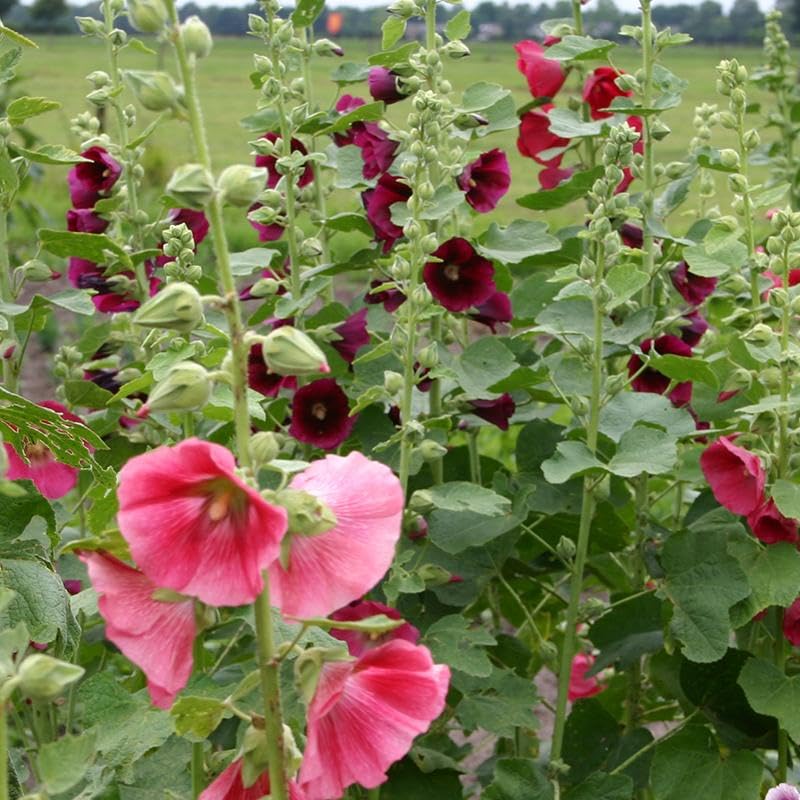 Orange Hollyhock flower seeds