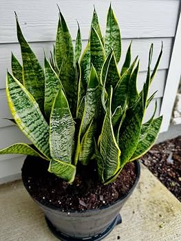Graines de Sansevieria vert à planter – Graines de plante serpent pour jardins domestiques