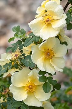 White Rosa flower seeds