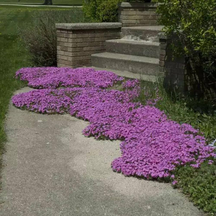 Creeping Thyme flower seeds
