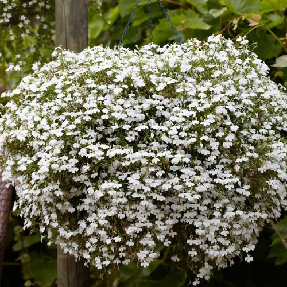 White Long flower seeds