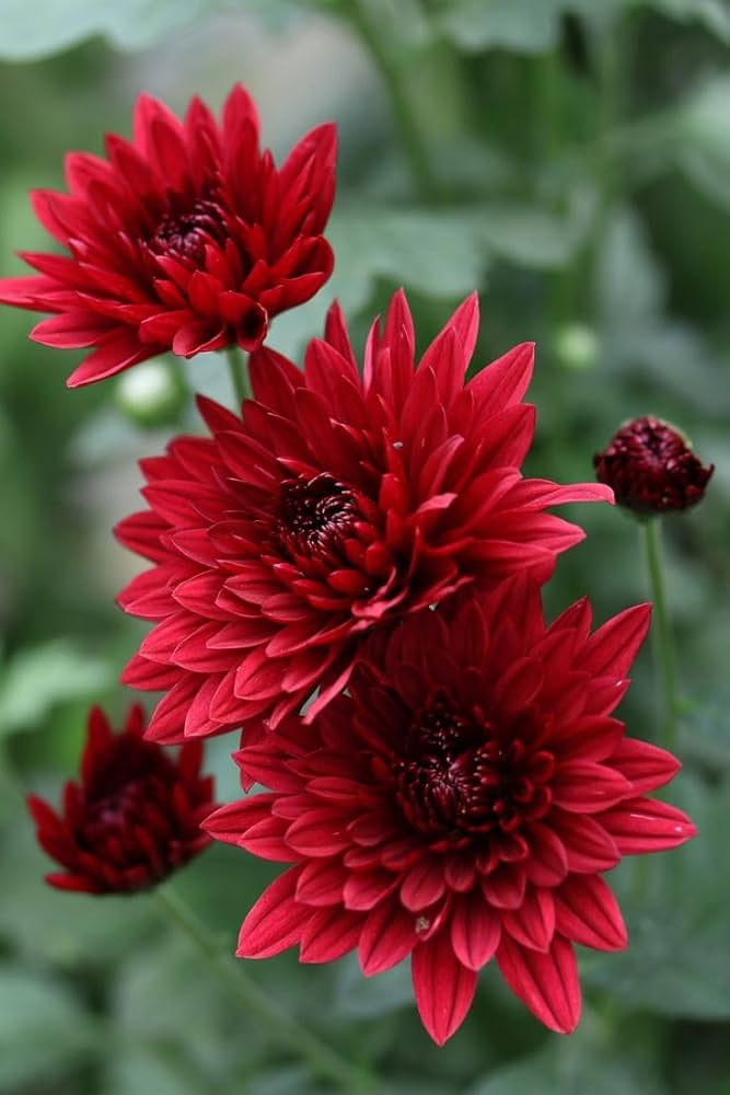 Red Chrysanthemum flower seeds