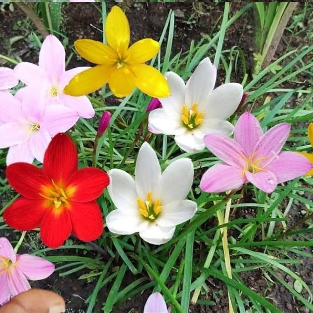 Rain Lily flower seeds