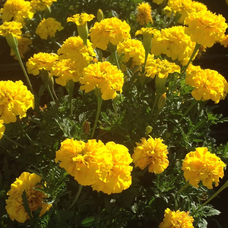 Bonanza Yellow Marigold plant