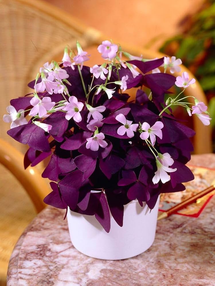 Oxalis Triangularis flower seeds