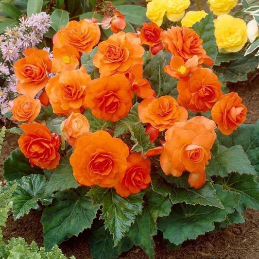 Begonia flower seeds