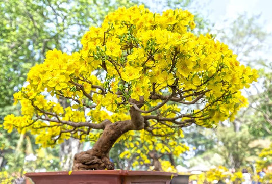 Yellow Perennial flower seeds