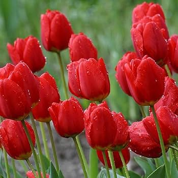 Burgundy Tulip flower seeds