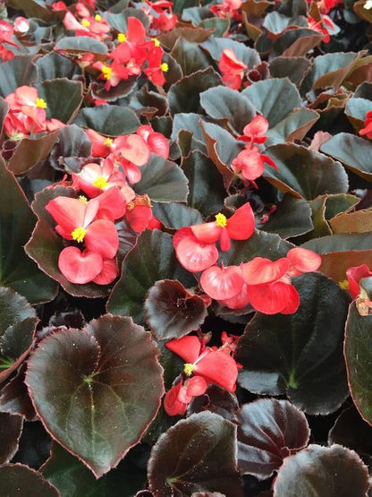 Red Begonia Flower Seeds for Planting – Heirloom Non-GMO Garden Seeds