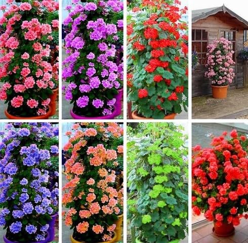Mixed Climbing Geranium Flower - Heirloom, Non - Gmo Seeds