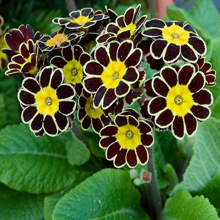 Maroon Yellow flower seeds