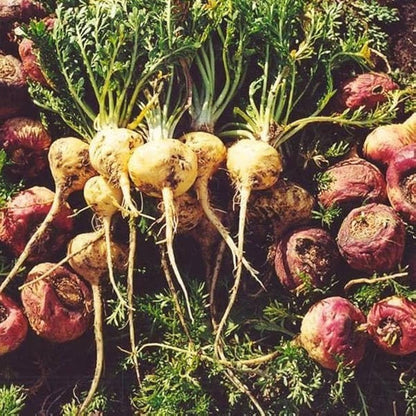 Maca Root Herb Seeds for Planting – Heirloom Non-GMO Garden Seeds
