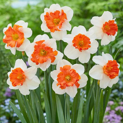 Orange White flower seeds