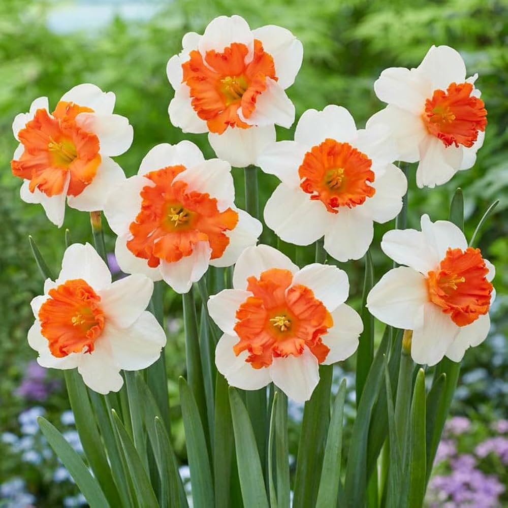 Orange White flower seeds