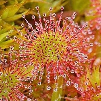 Green Hardy flower seeds