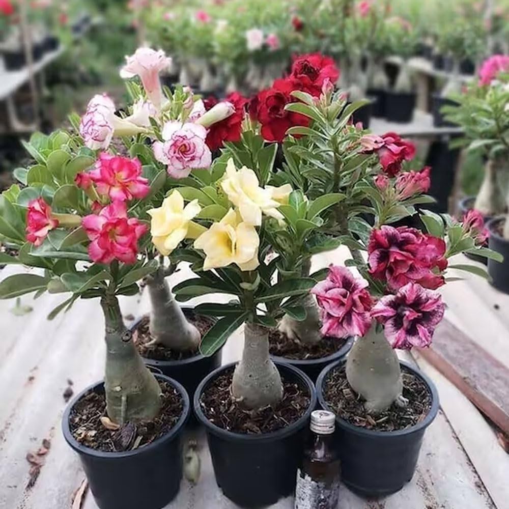 Adenium Rose flower seeds