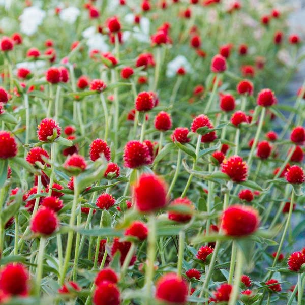 Gomphrena flower seeds
