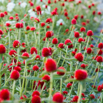 Gomphrena flower seeds
