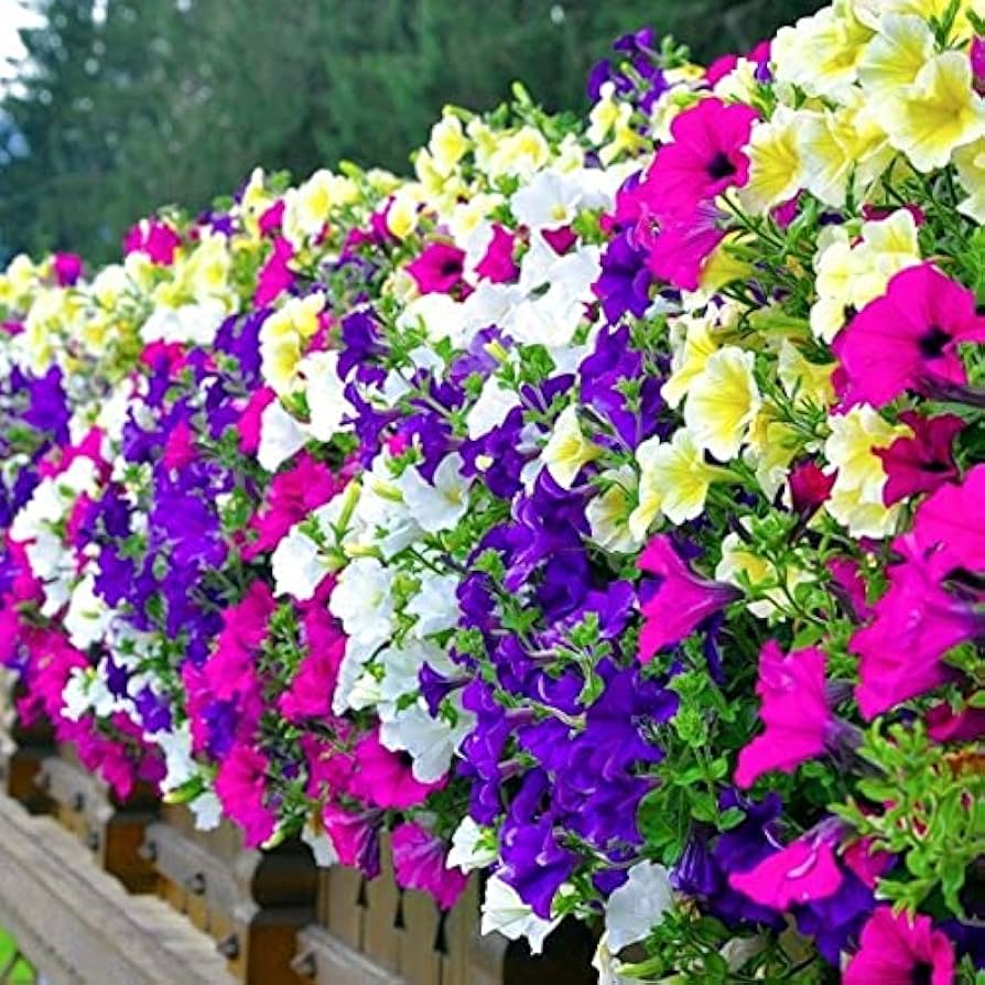 Trailing Petunia flower seeds