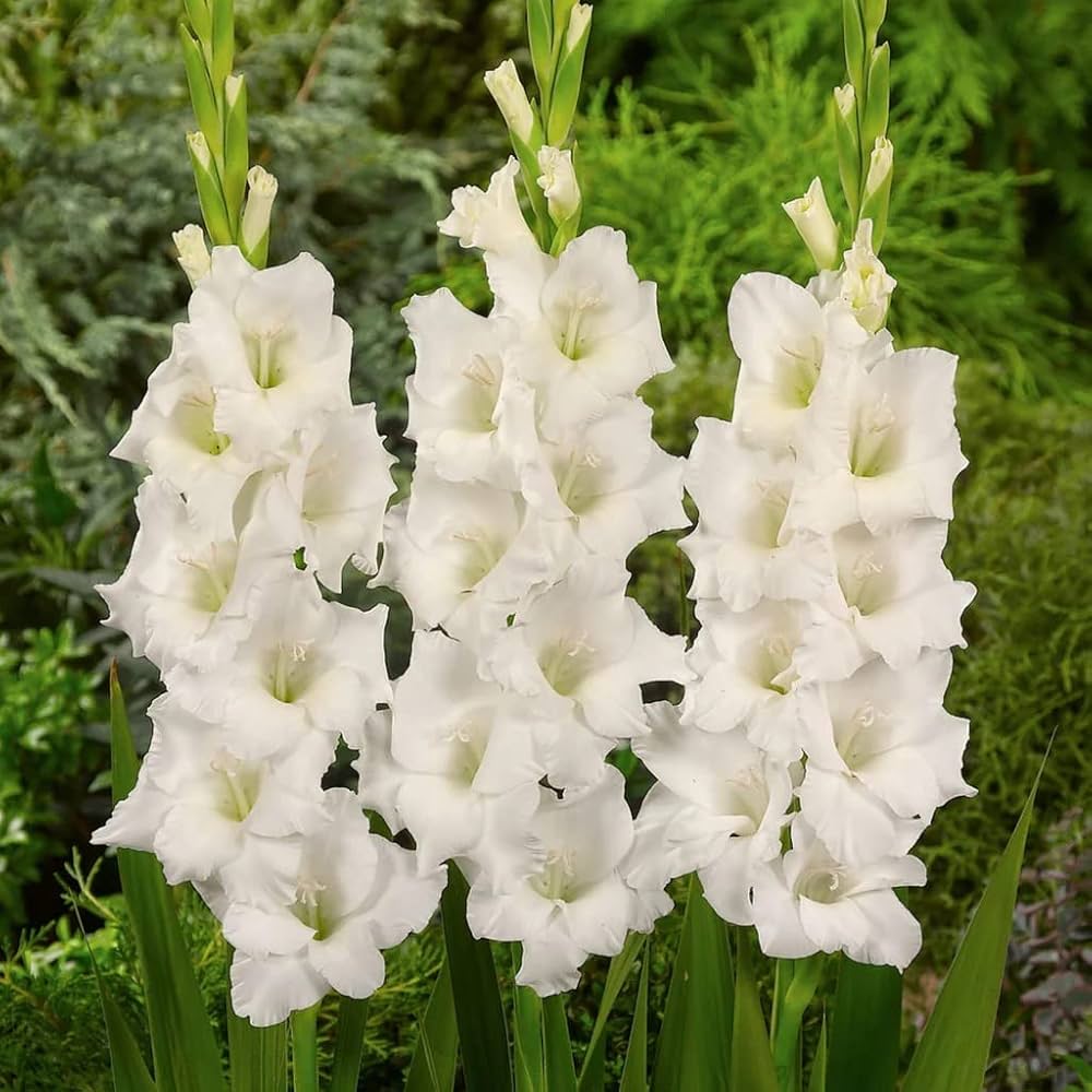 Cream White flower seeds