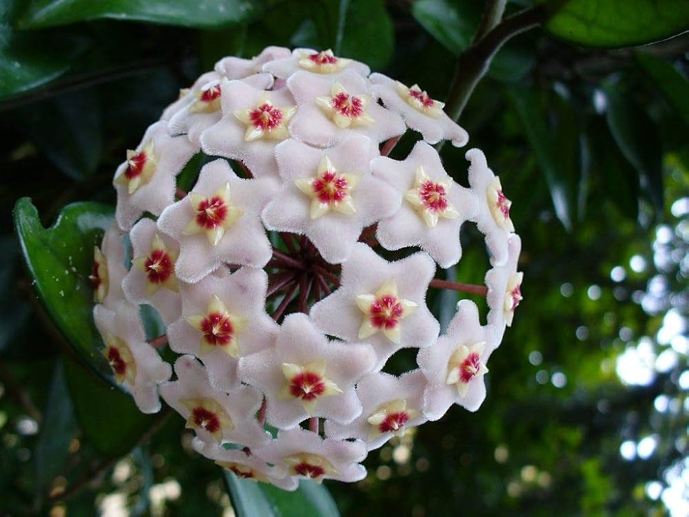 Hoya flower seeds