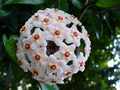 Hoya flower seeds