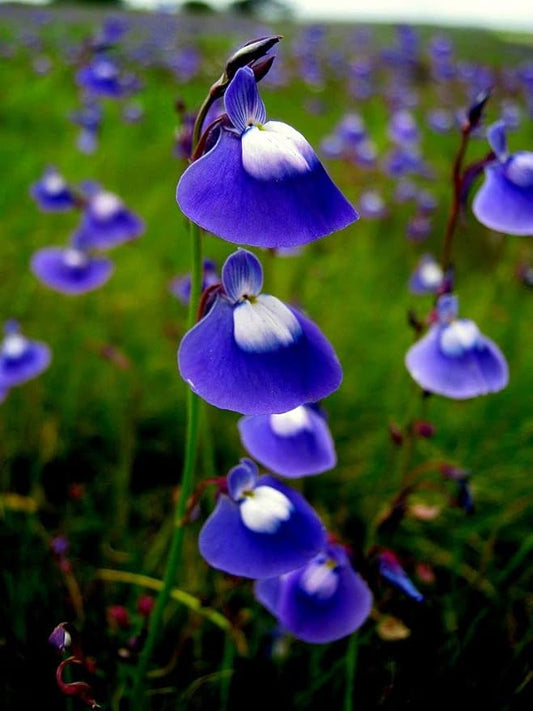 Blue Bladderwort flower seeds