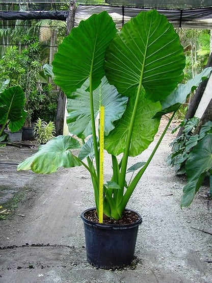 Alocasia Macrorrhiza Flower Seeds for Planting – Heirloom Non-GMO Garden Seeds