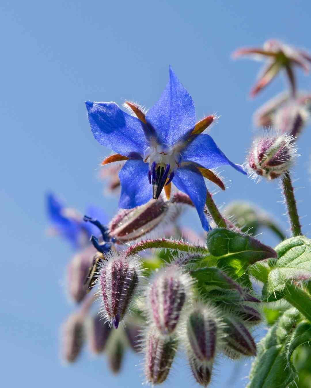 Dark Blue flower seeds
