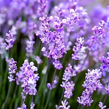 Thick Blue flower seeds