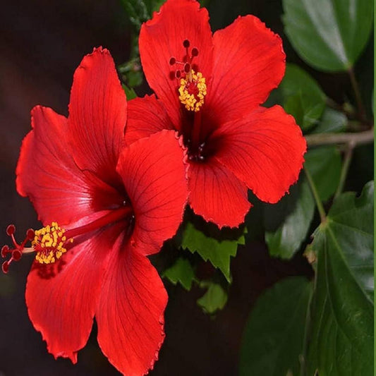 Tropical Hibiscus flower seeds