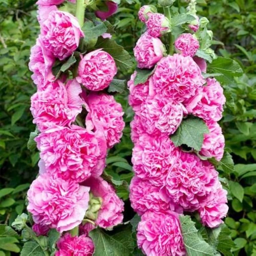Hollyhock Chater flower seeds
