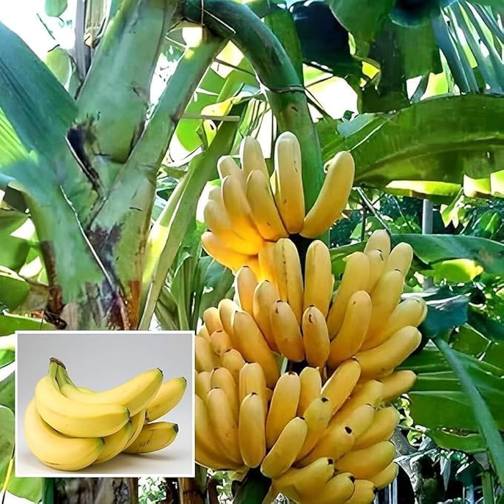 banana fruit seeds