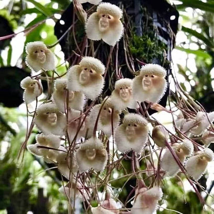 Monkey Face Orchid plant