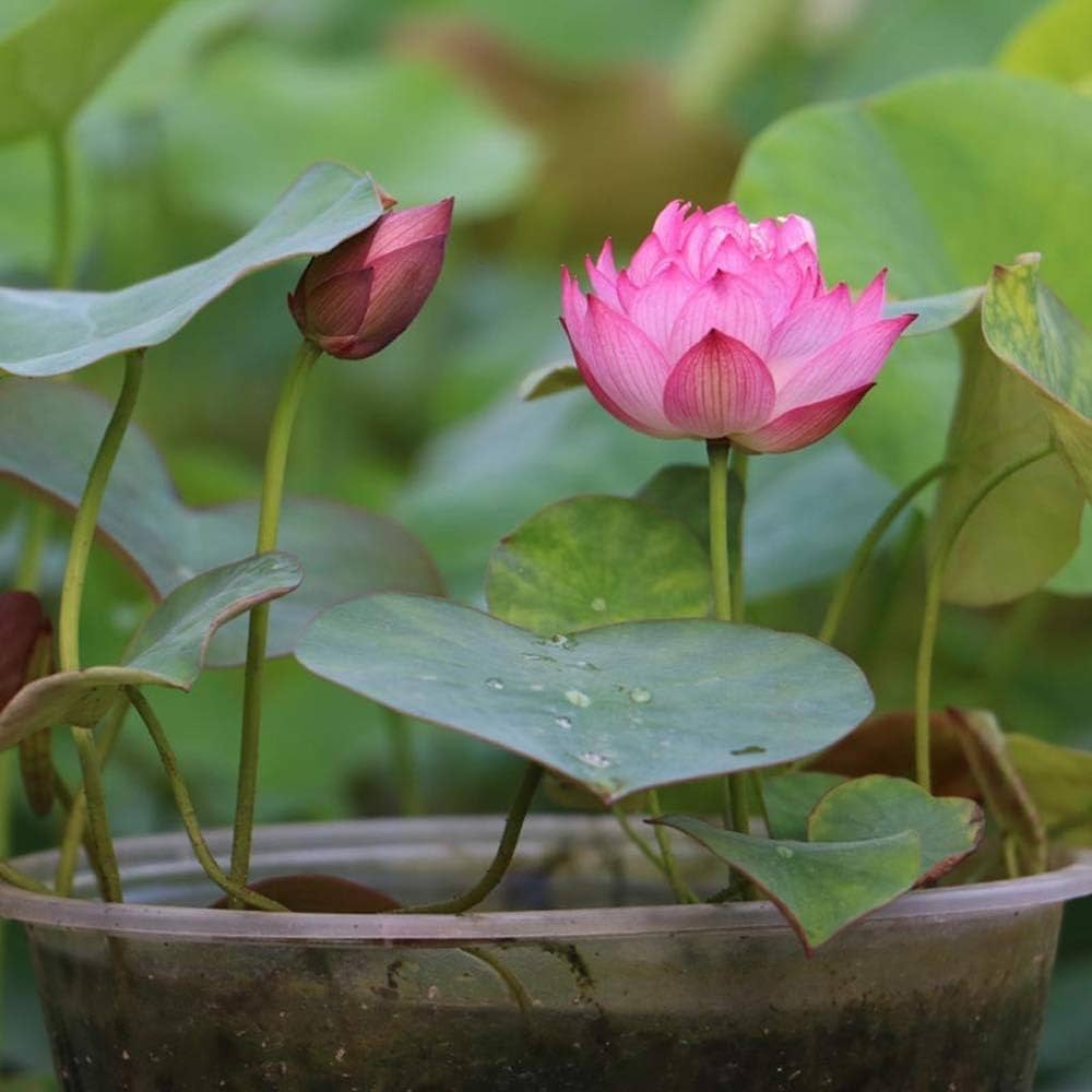 Mini Lotus flower seeds