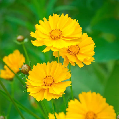 Yellow Coreopsis Flower Seeds for Planting – Heirloom Non-GMO Garden Seeds