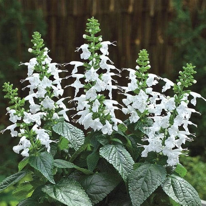 White Sage Flower Seeds for Planting – Heirloom Non-GMO Garden Seeds
